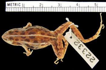 Media type: image; Herpetology A-22332